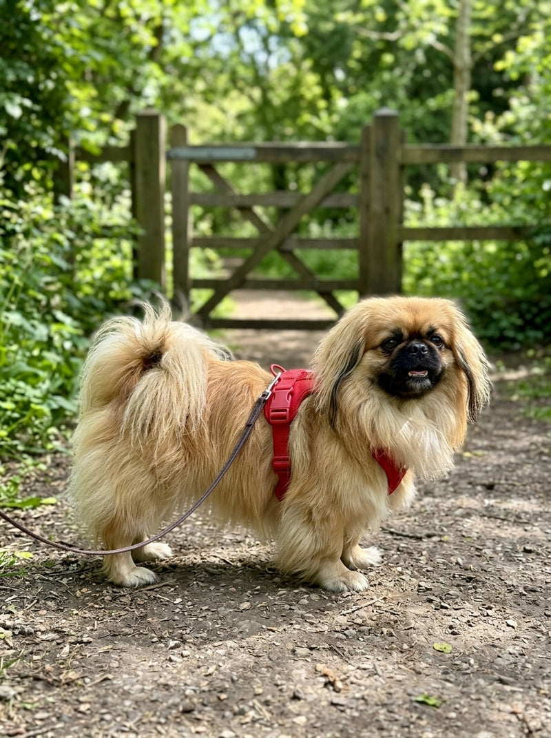 Pekingese wearing the Comfort Fit harness (ready for the park)