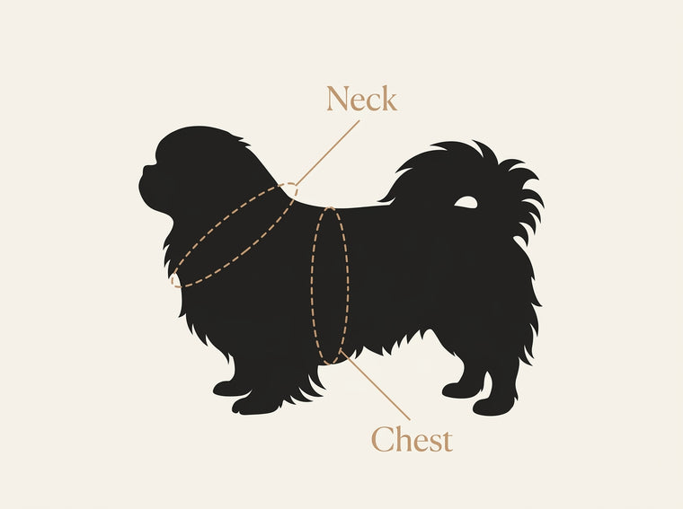 Pekingese wearing the Comfort Fit harness (size guide)