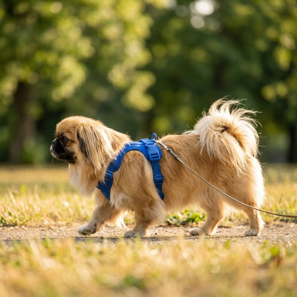 Pekingese wearing the Comfort Fit harness (story)