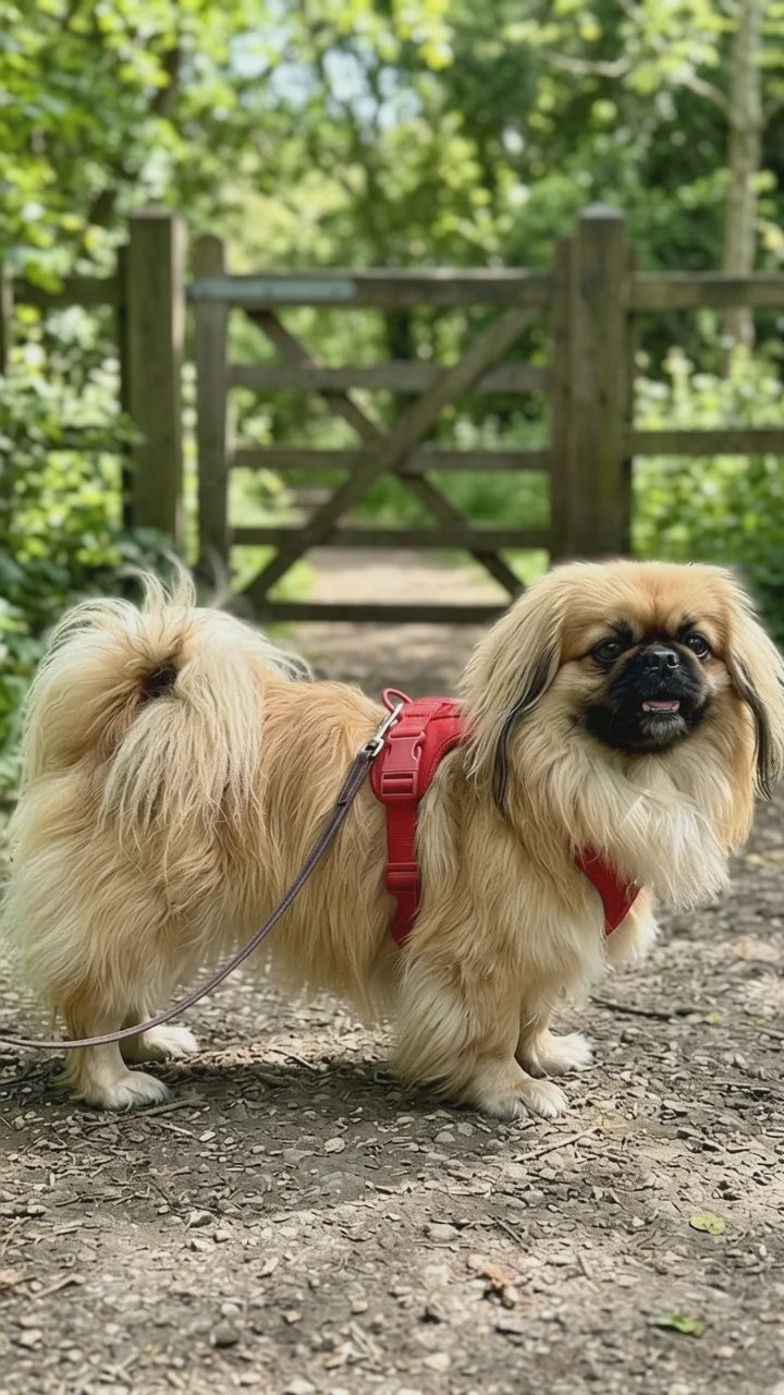 Dog wearing the Comfort Fit harness